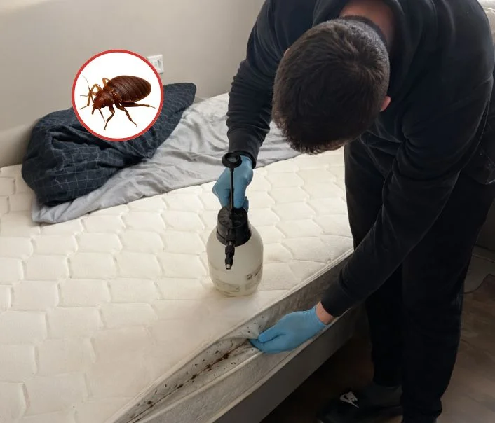 Technicien traitant un matelas contre les punaises de lit à Moisson
